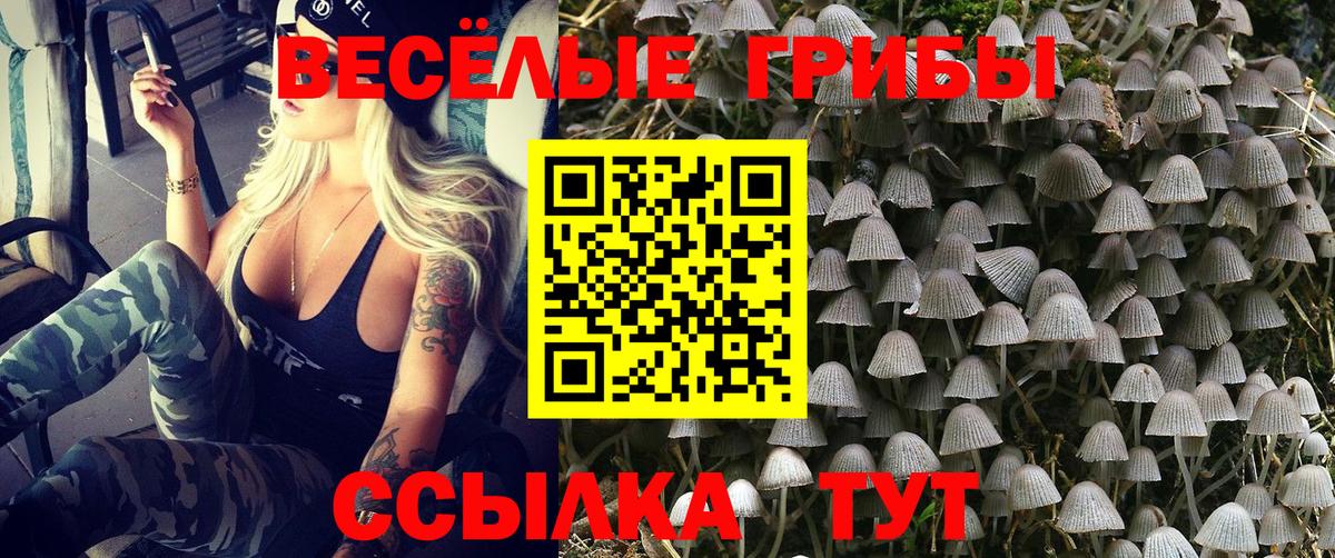 Галлюциногенные грибы Psilocybe Камышлов